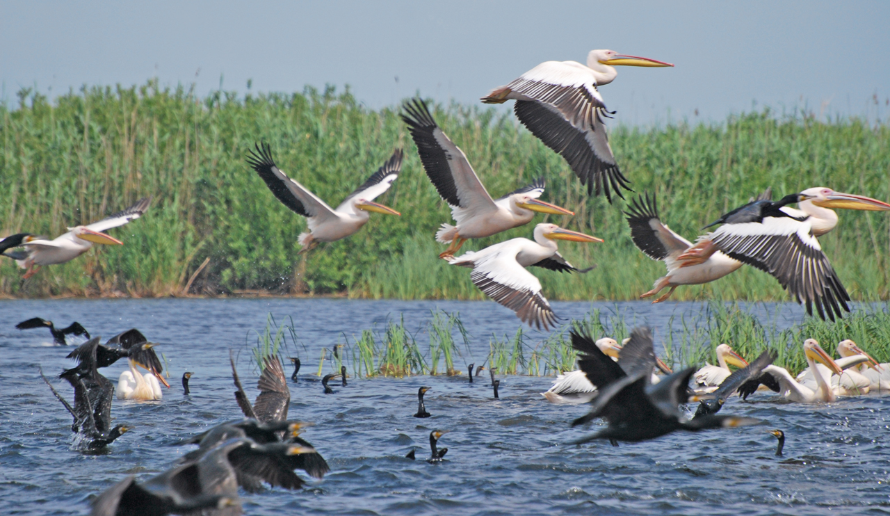 delta-dunarii-pelicani