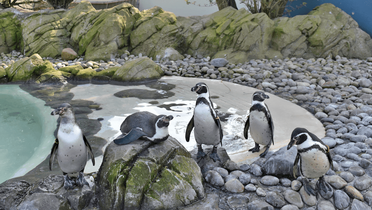 pinguini-zoo