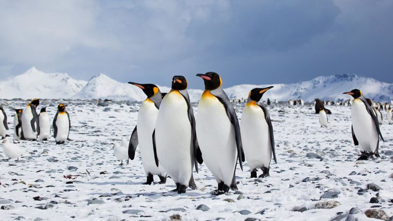 pinguini