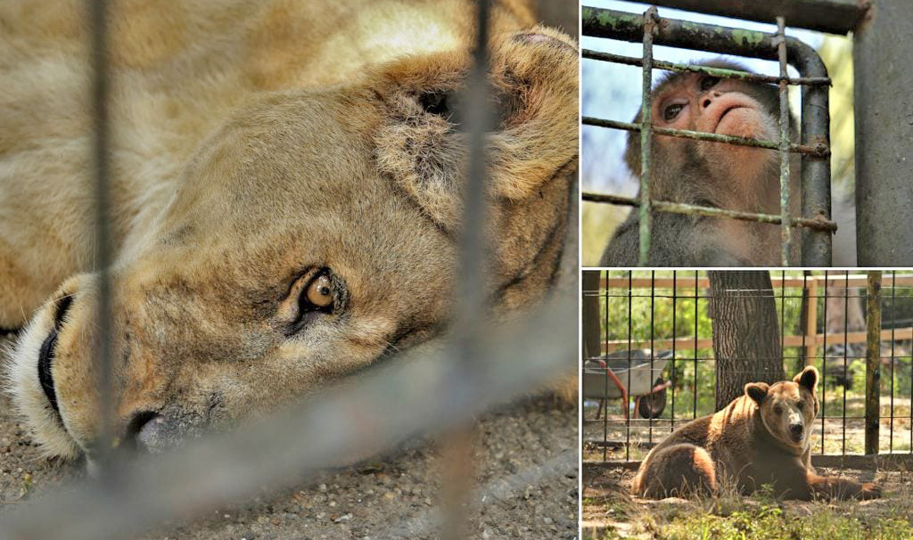 zoo