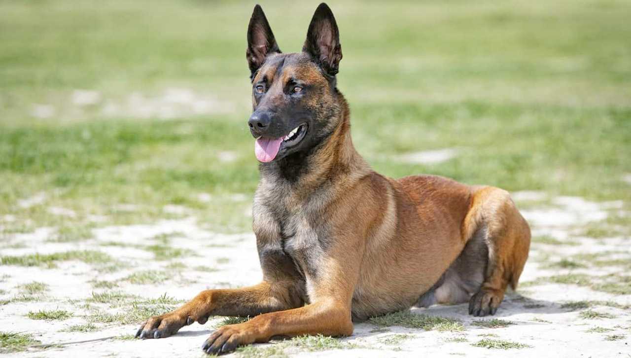 belgian-malinois