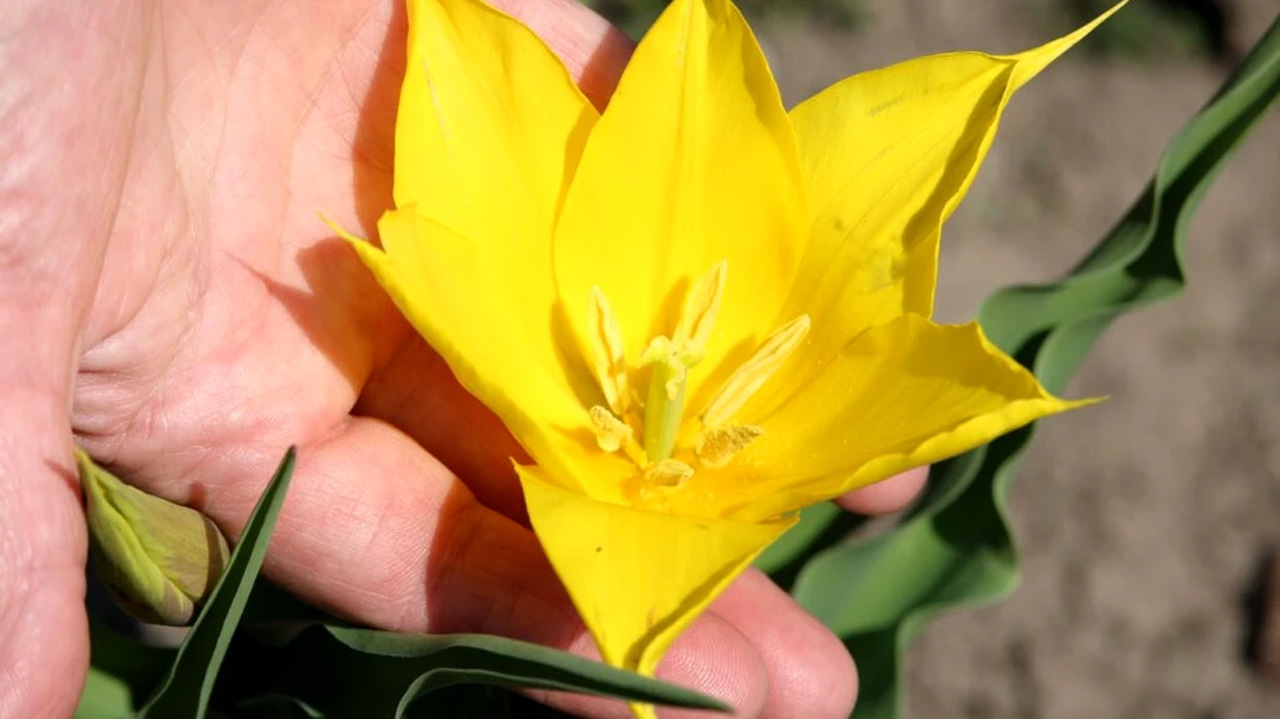 floare Cazanele Dunarii