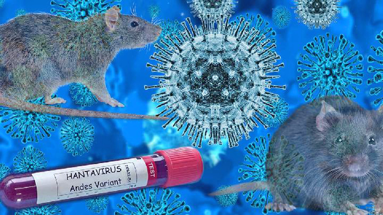 hantavirus