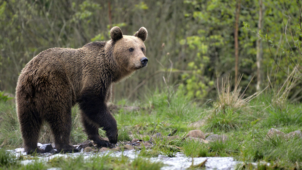 Wild Brown Bear in the Carparthian Mountains