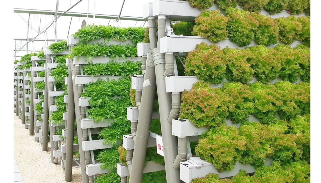 Agricultura-hidroponica