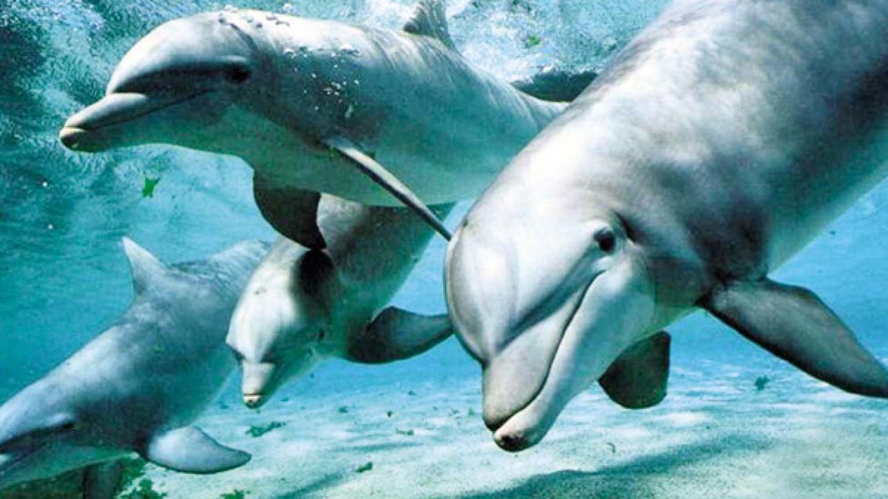 delfini