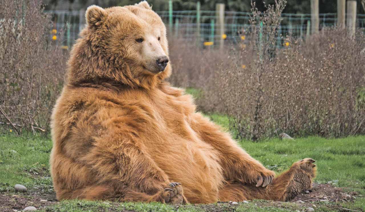 bear