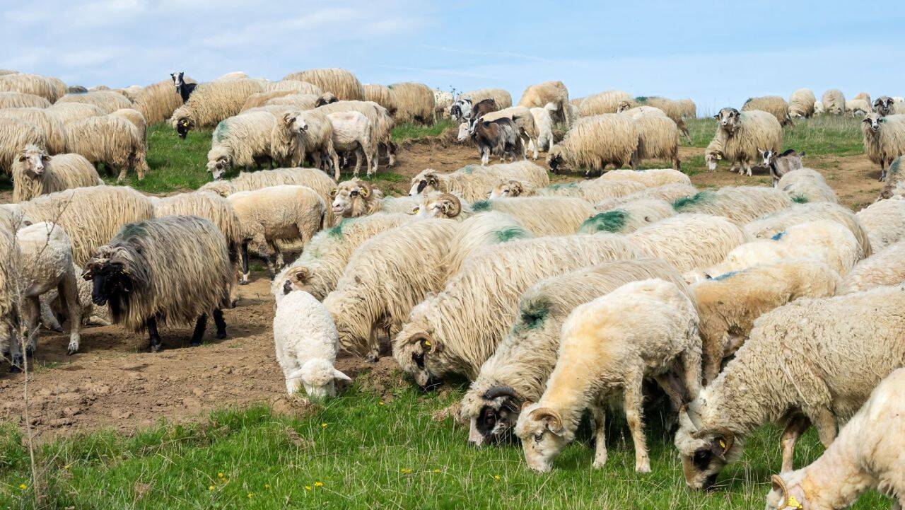 oi