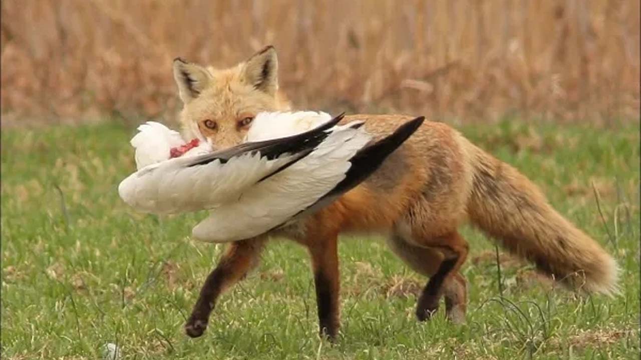 vulpe